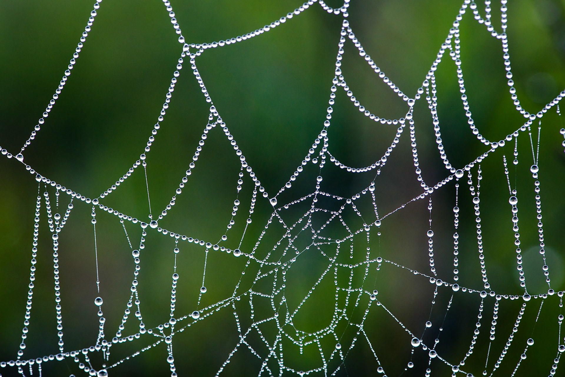 Web