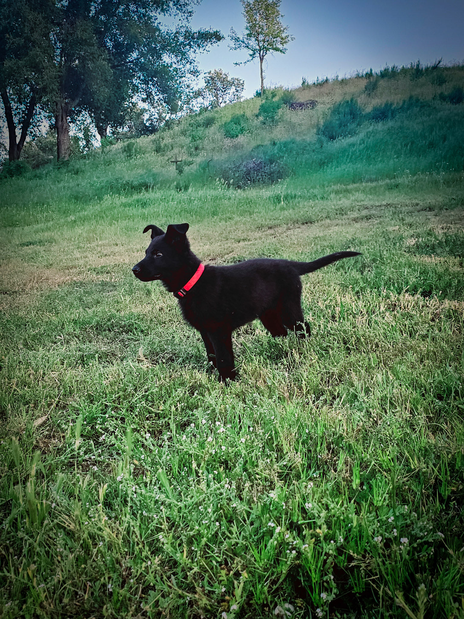 Red Collar Male - 13 weeks old
