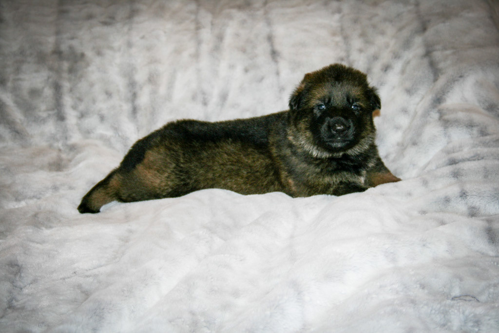 Jolene - 3 weeks