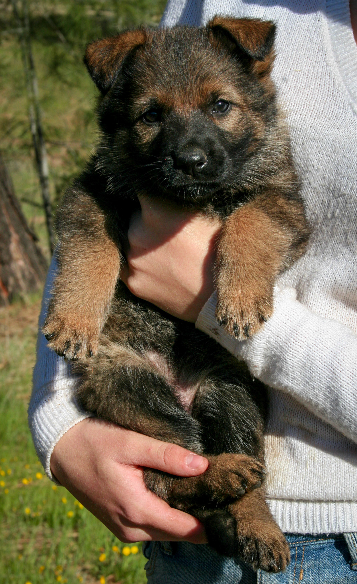 Orange Collar Female 5 Weeks Old