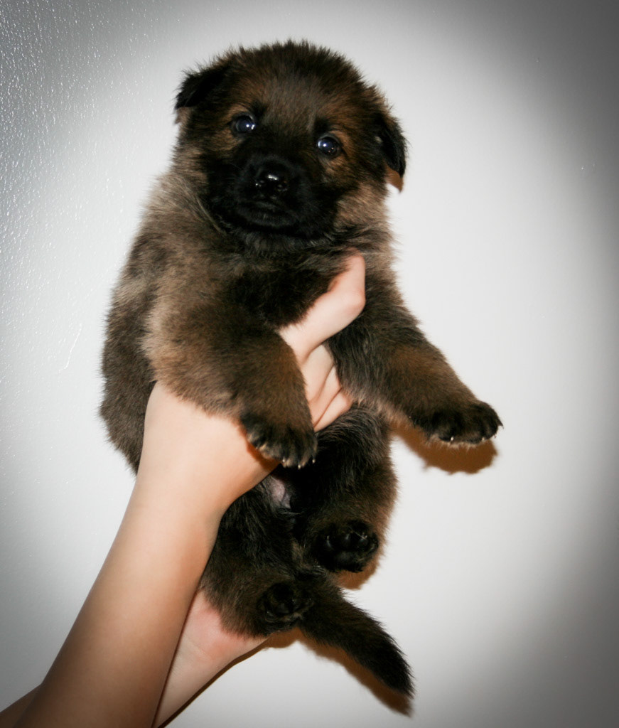 Pink Collar Female - 4 weeks old