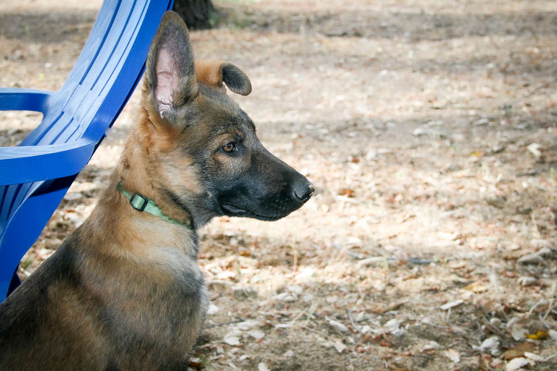 Hunter Green Collar Male 14 weeks