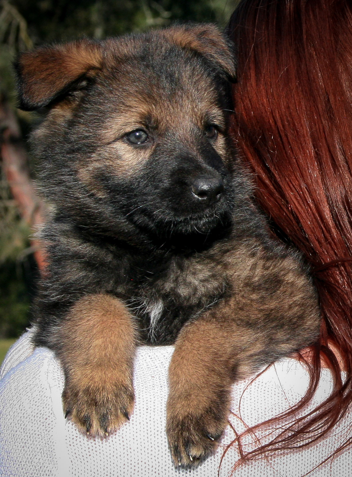 Pink Collar Female 5 Weeks Old