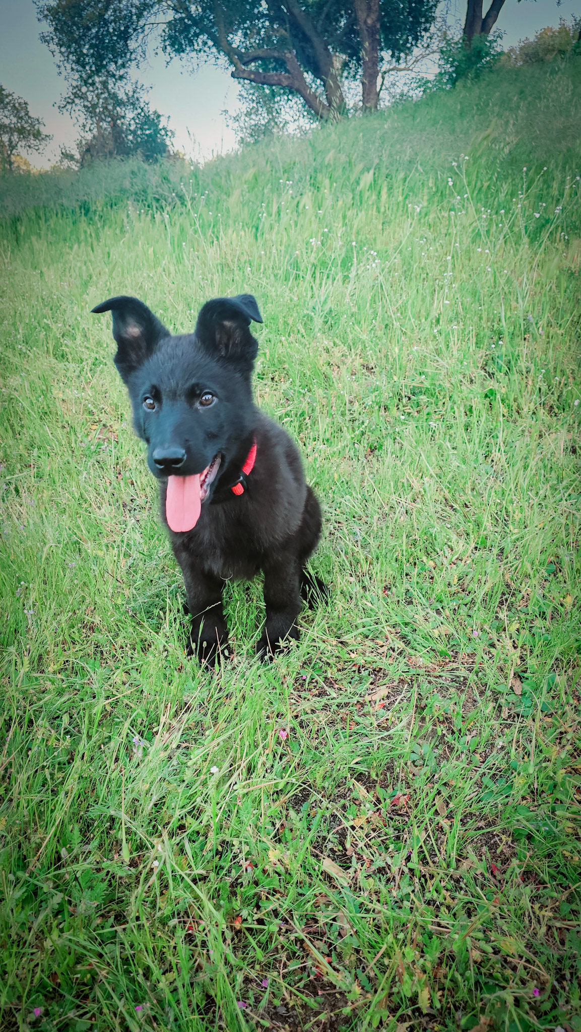 Red Collar Male - 13 weeks old