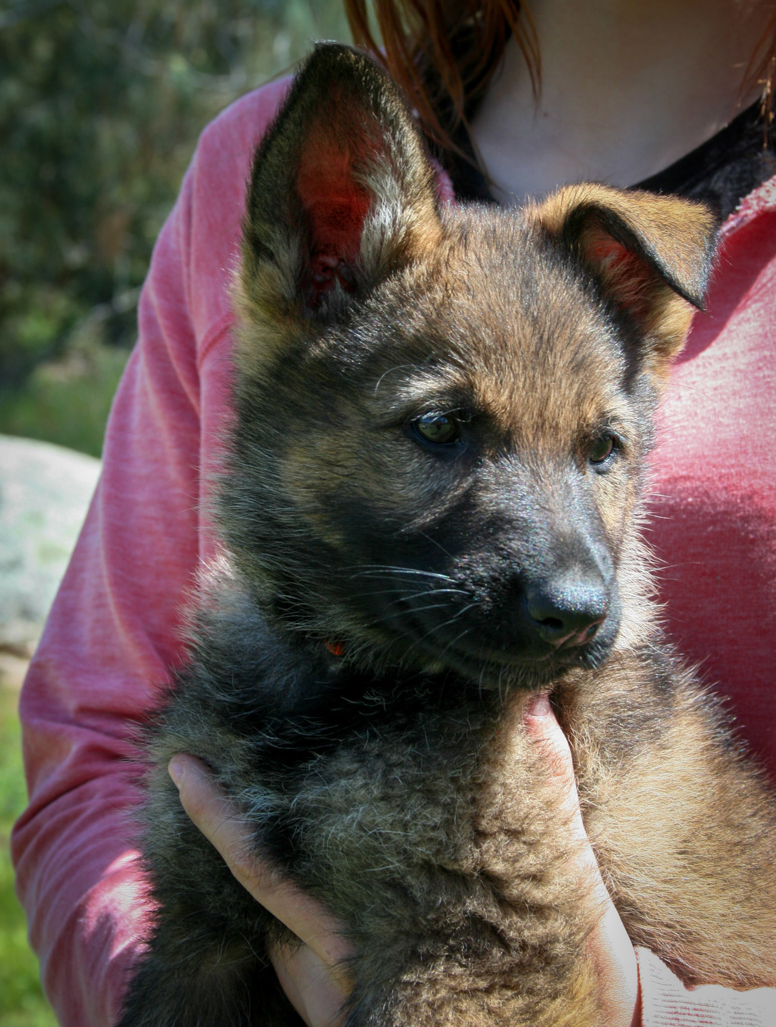 Orange Collar Female 8 Weeks Old