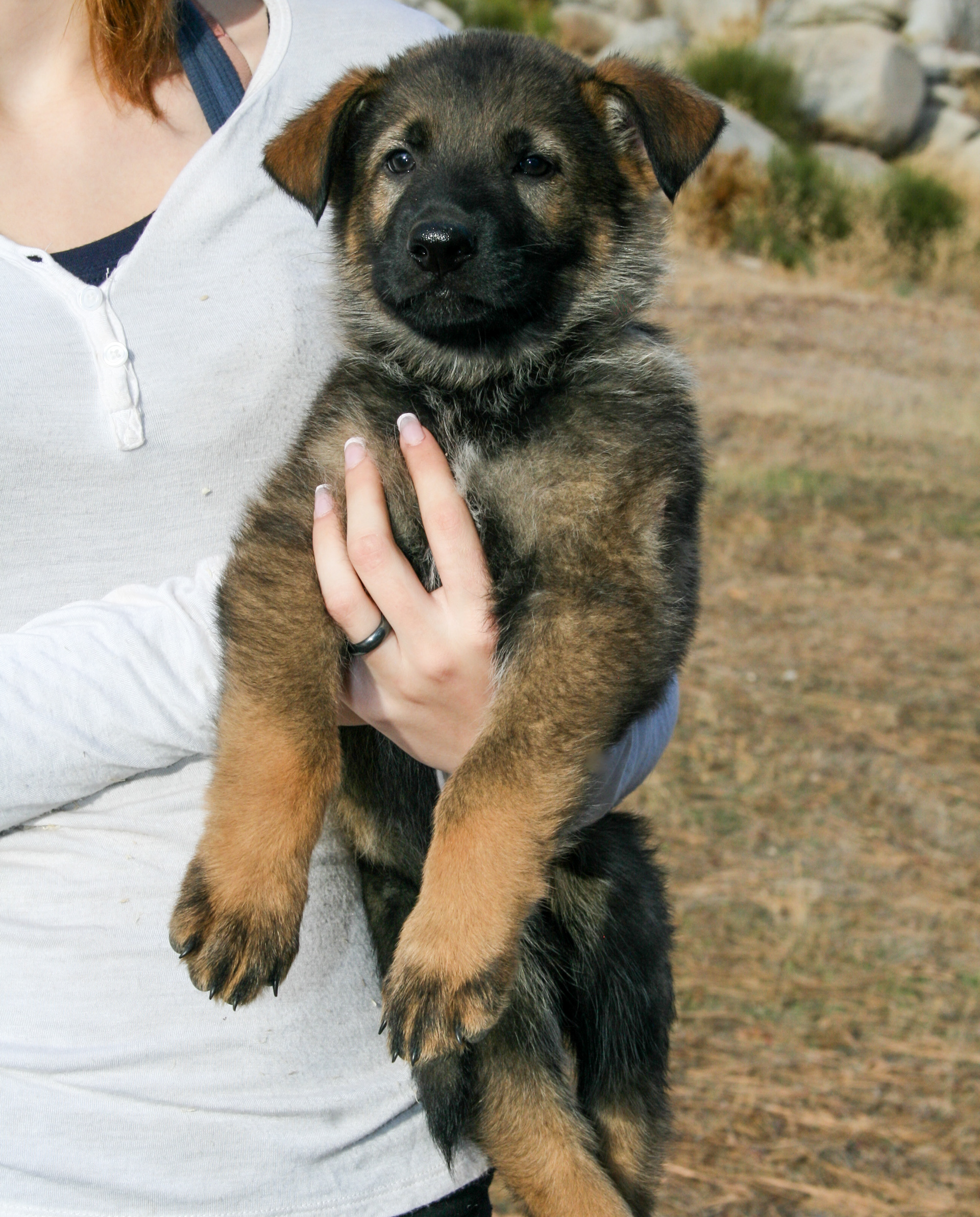 Dexter - 7 weeks