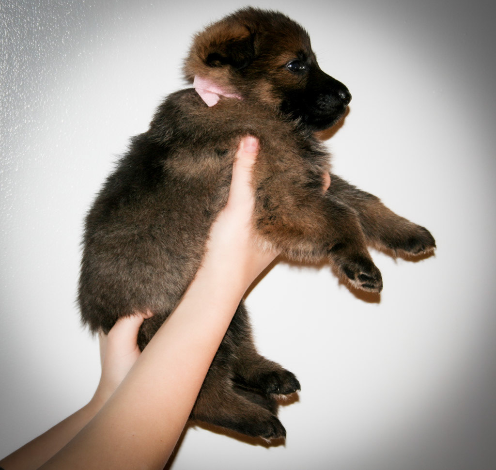 Pink Collar Female - 4 weeks old