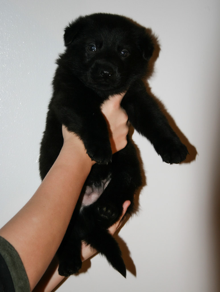 Light Blue Collar Male - 4 weeks old