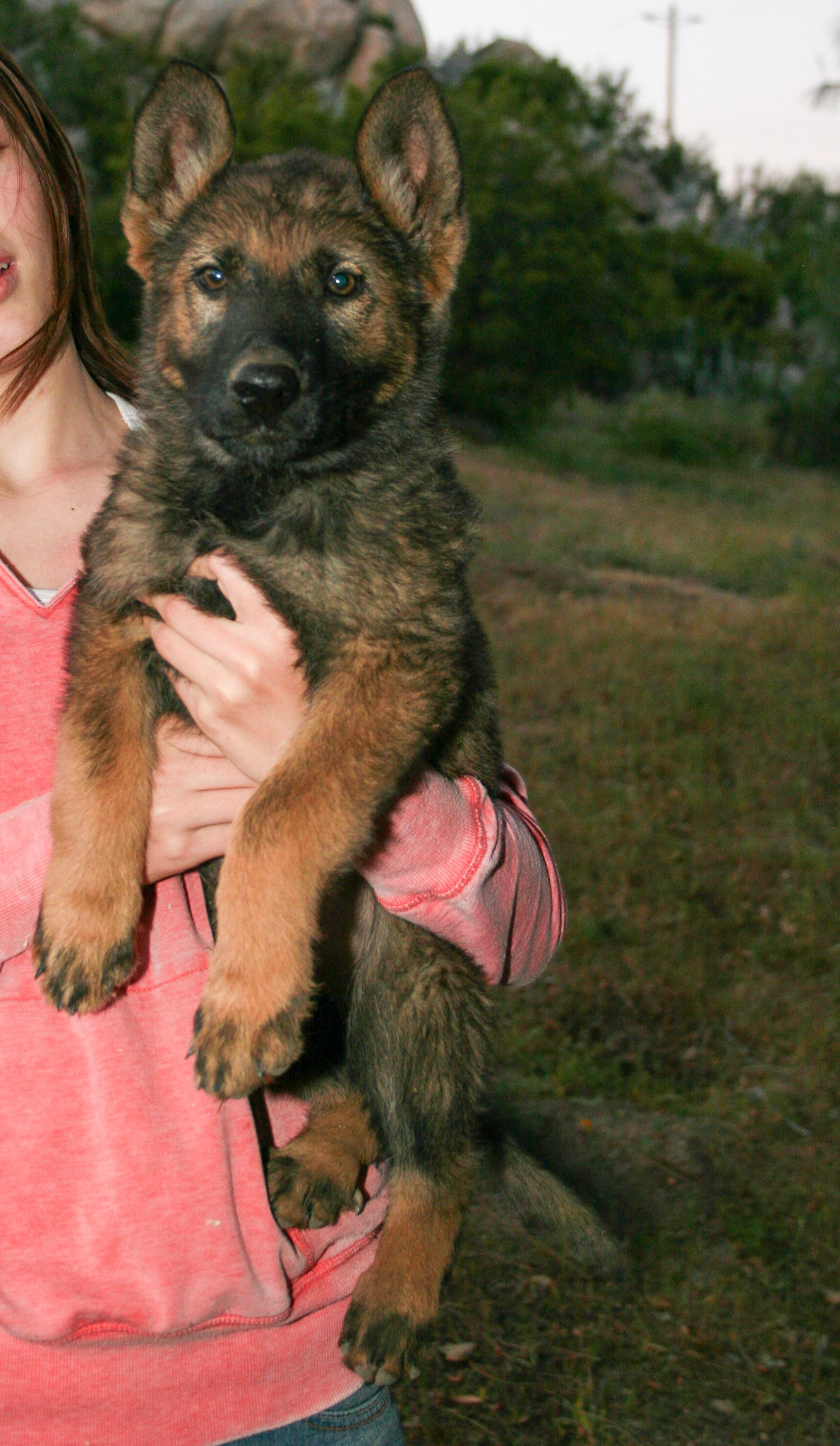 Lilac Collar Female 10 Weeks Old