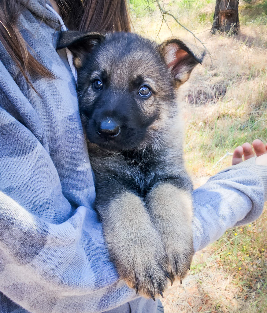Hunter Green Male - 7 weeks old