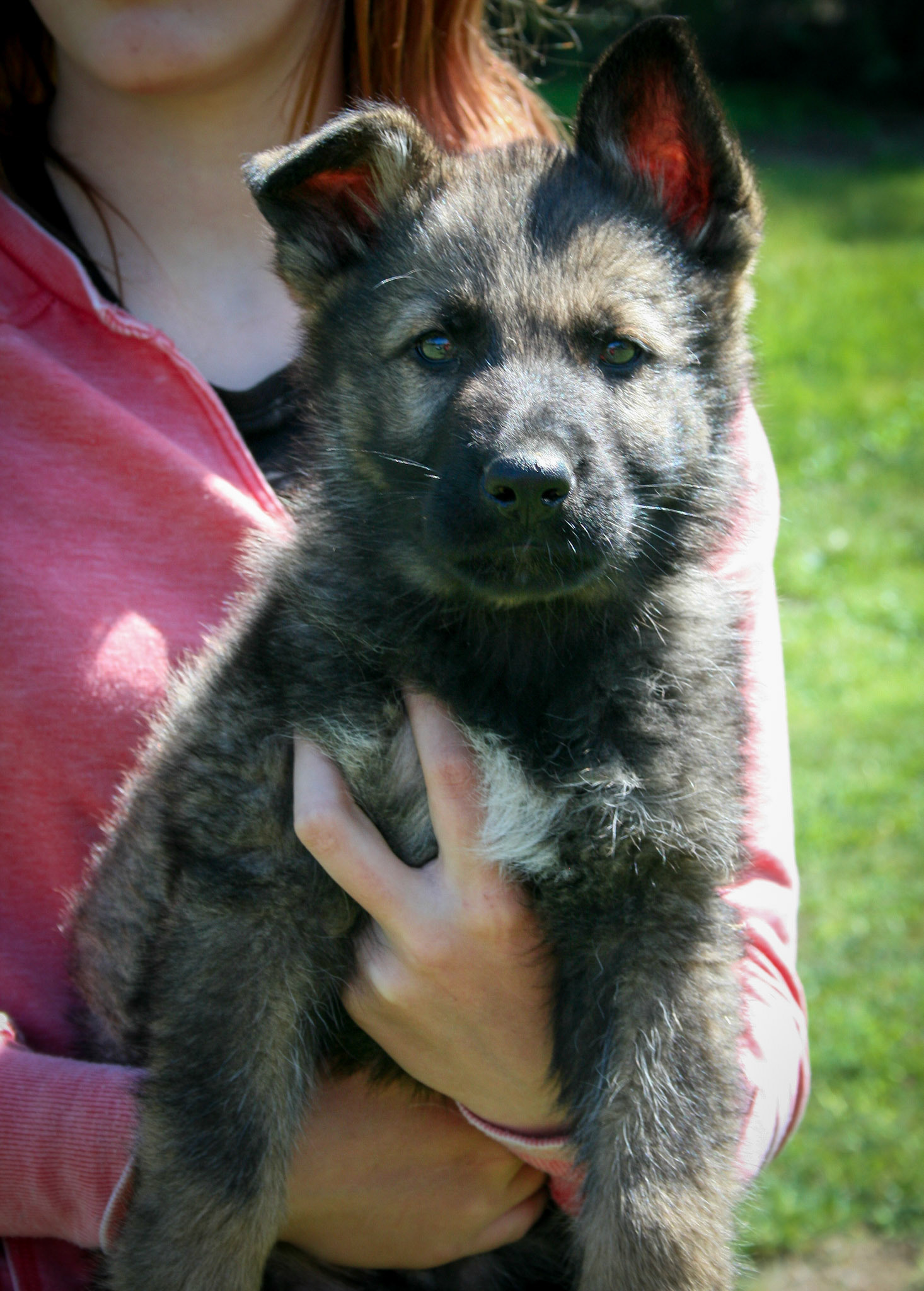 Black Collar Male 8 Weeks Old