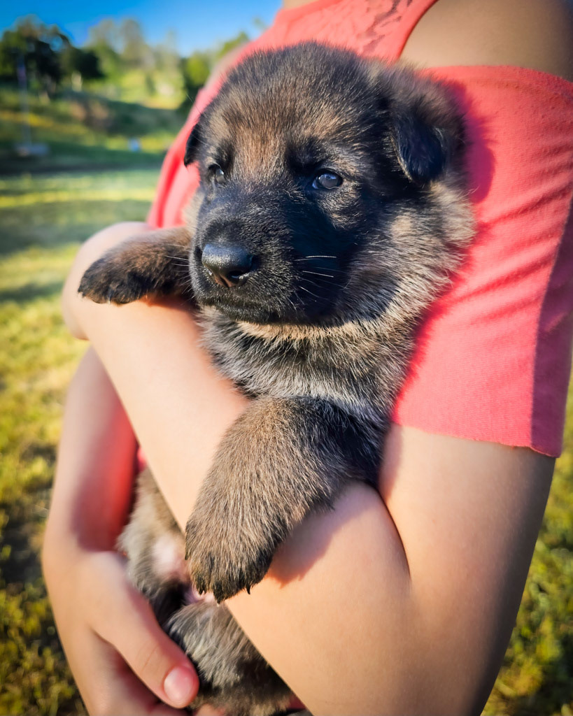 Lime Green Collar Female - 2.5 weeks old photos