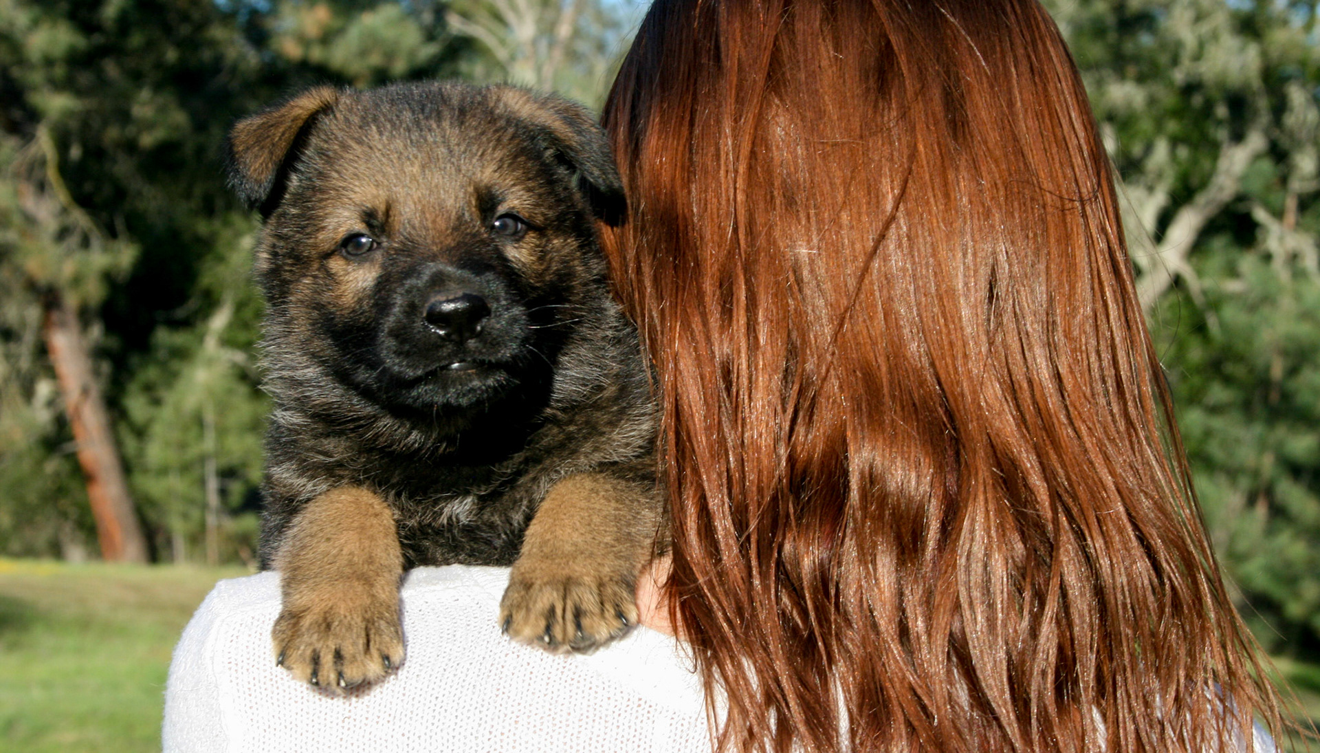 Hunter Green Male 5 Weeks Old