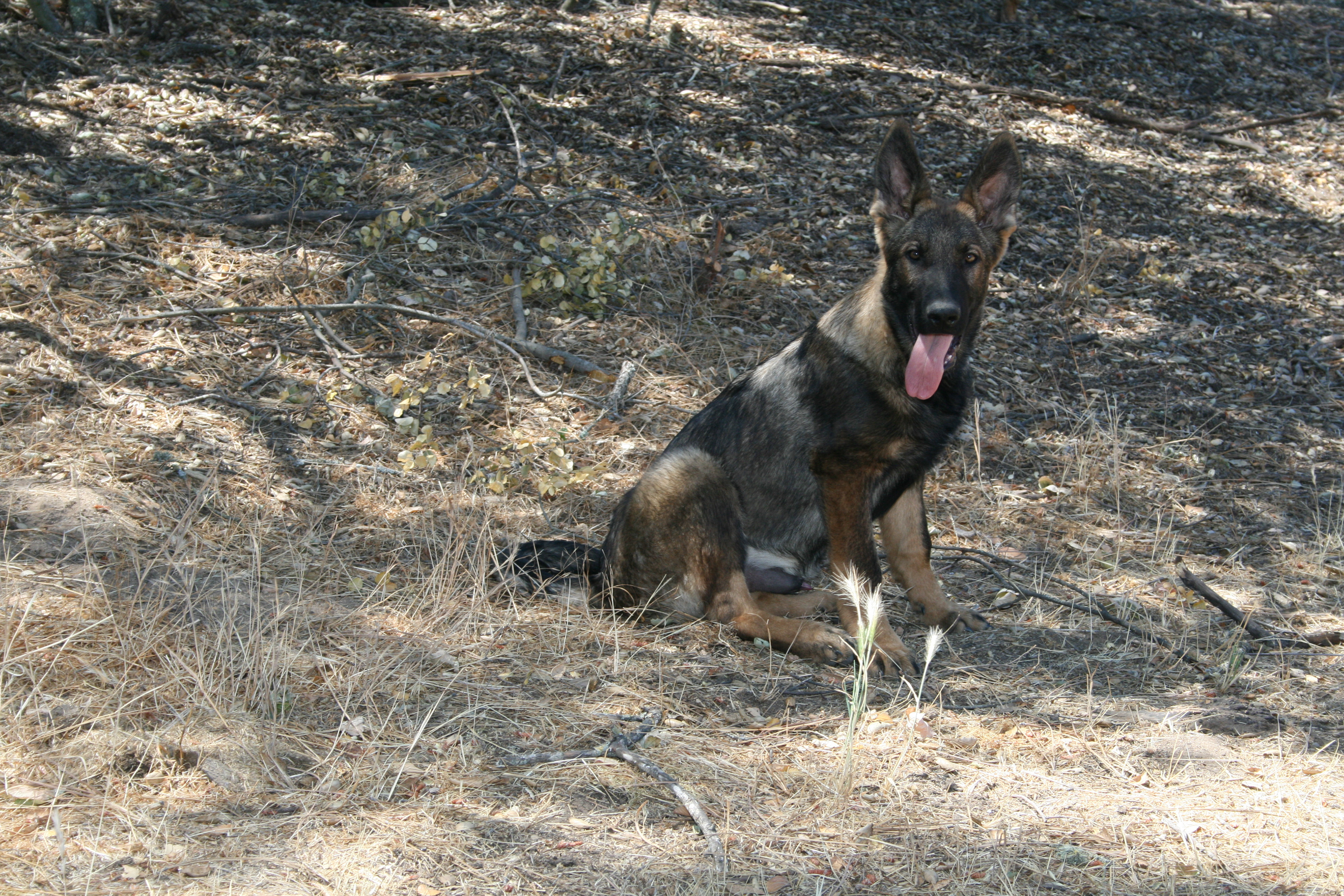 Hugh - Male - 18 Weeks
