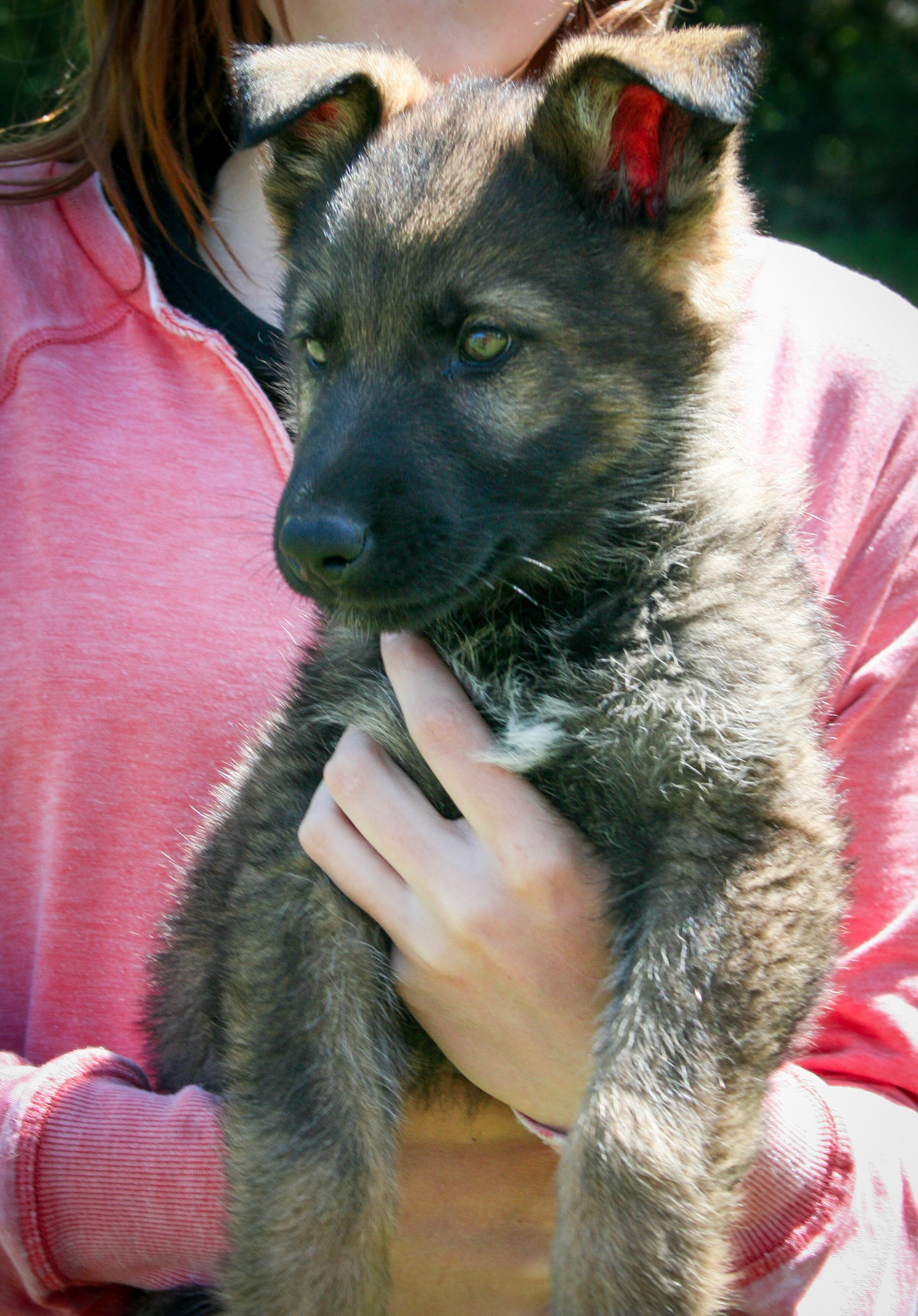 Red Collar Male 8 Weeks Old