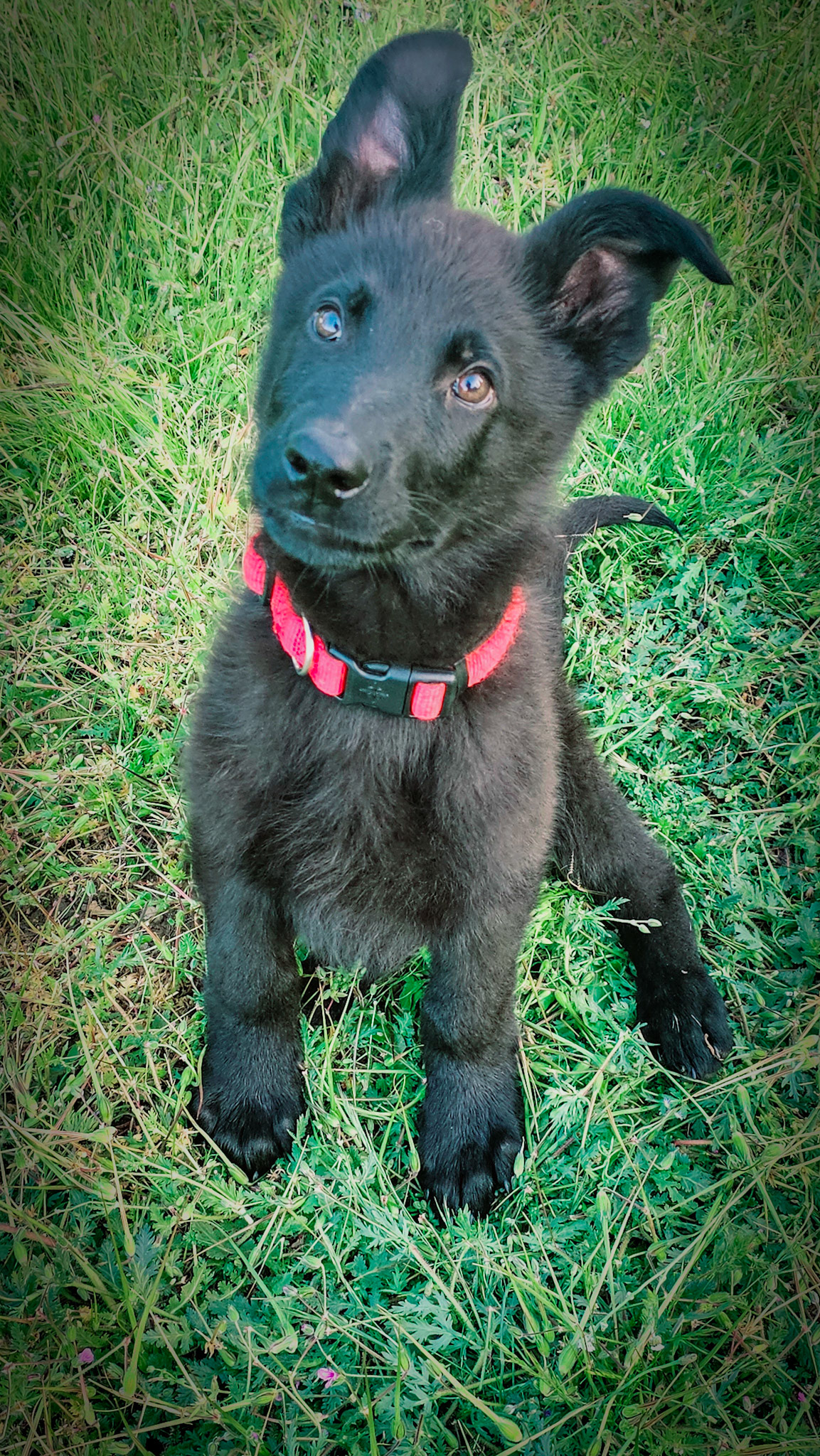 Red Collar Male - 13 weeks old