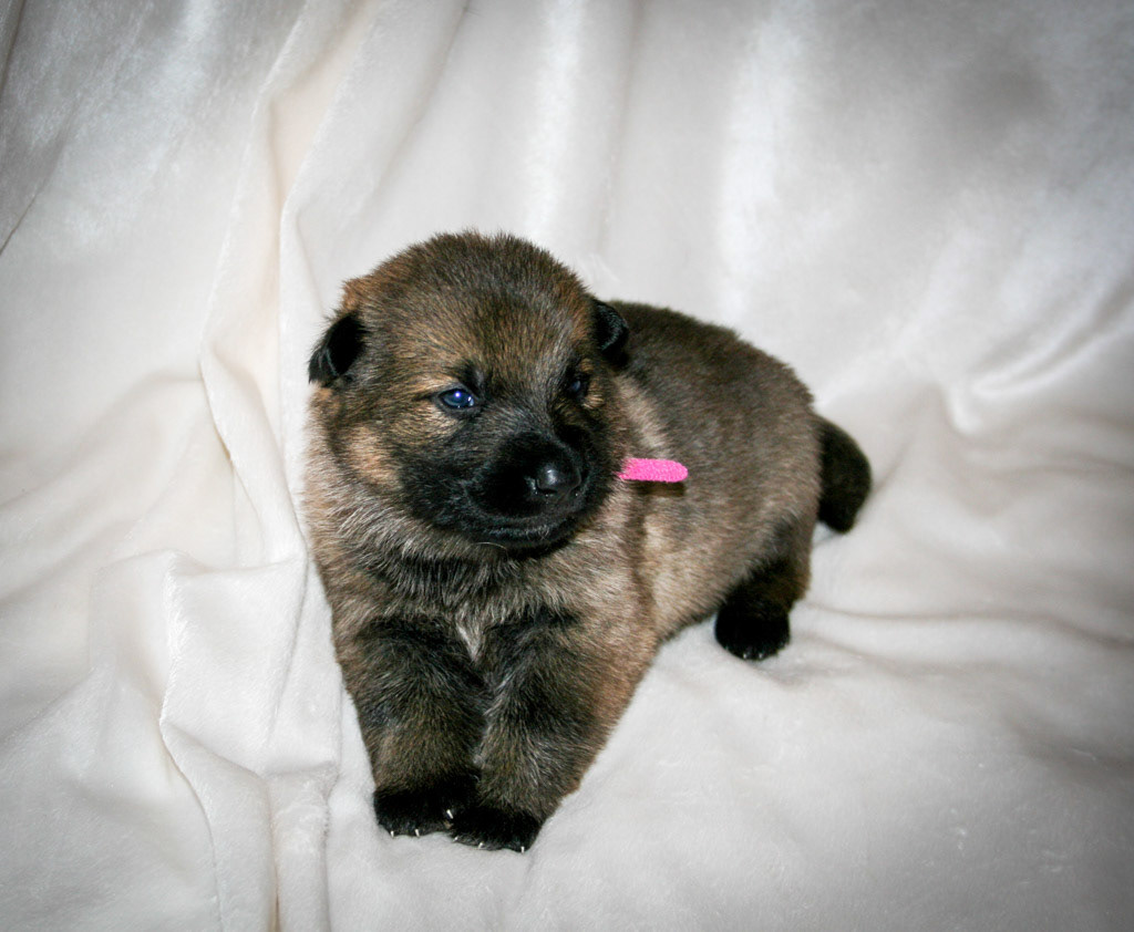 Hot Pink Collar - Female