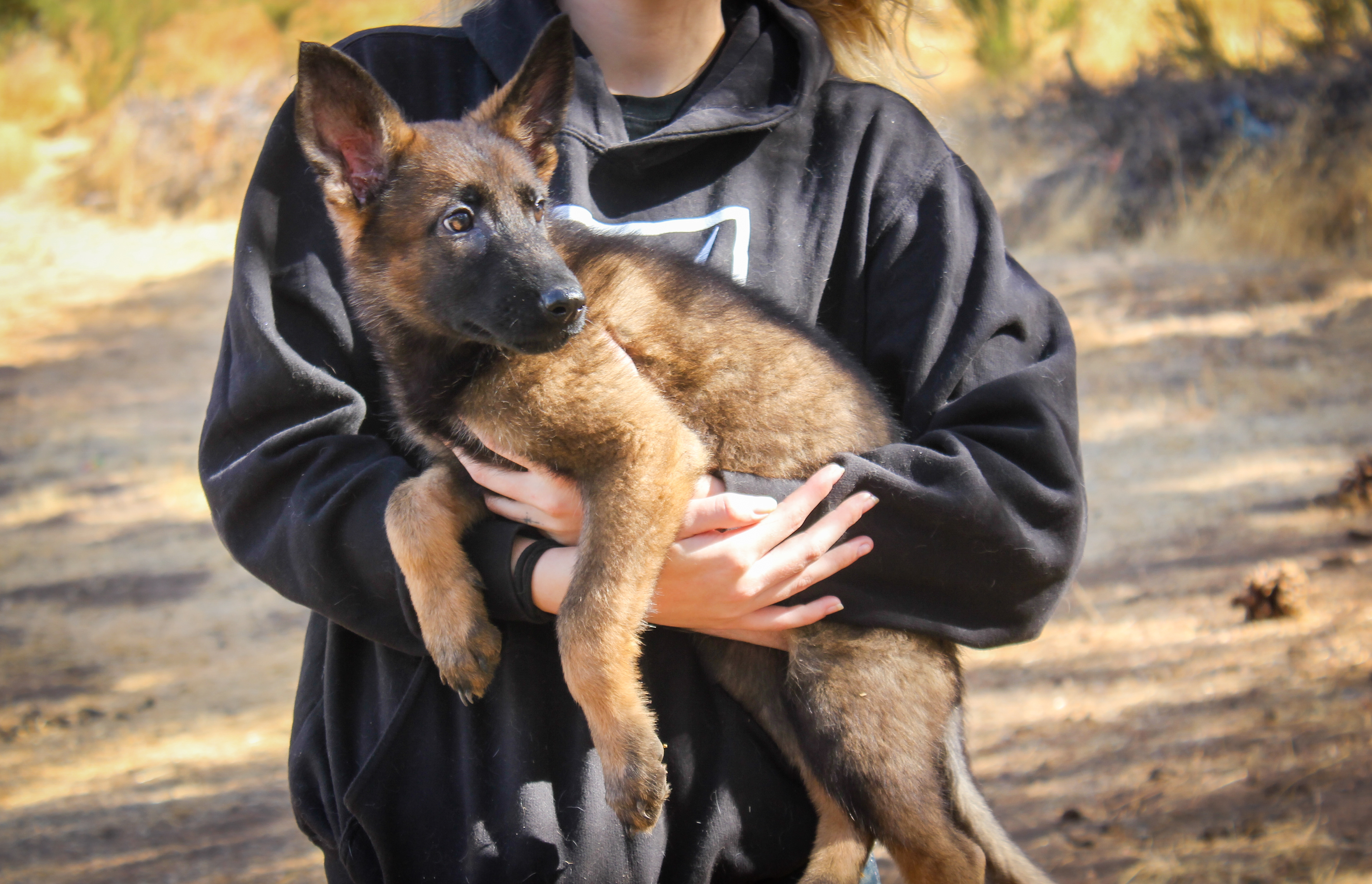"Peanut" - Female