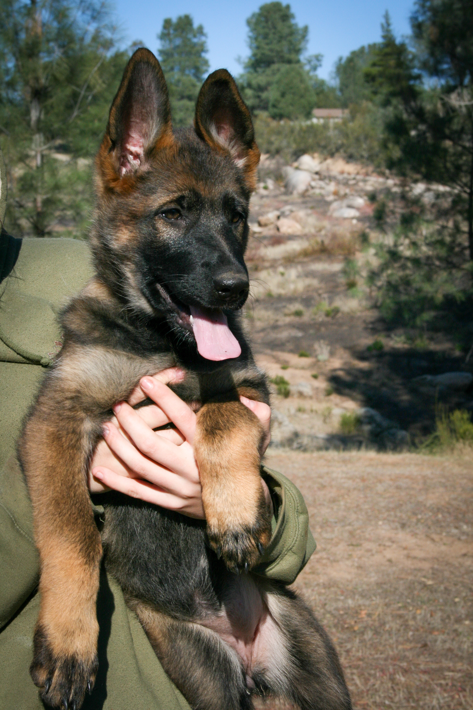 Tilly - 12 weeks