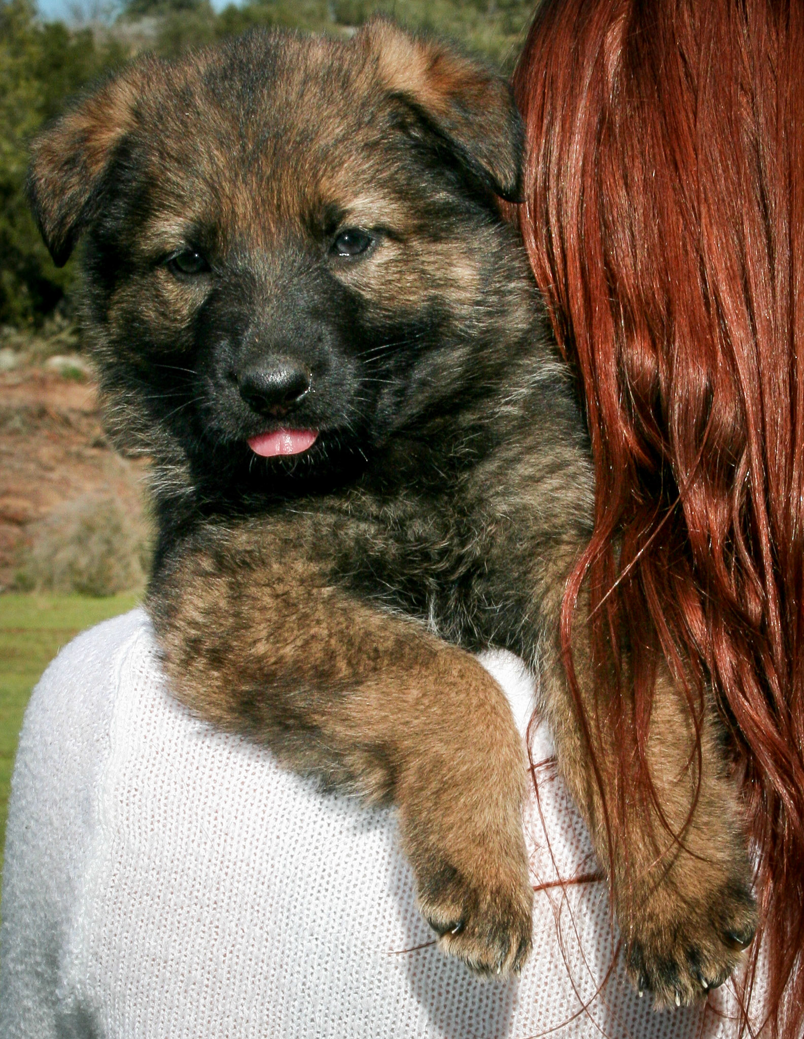 Lilac Collar Female 5 weeks Old