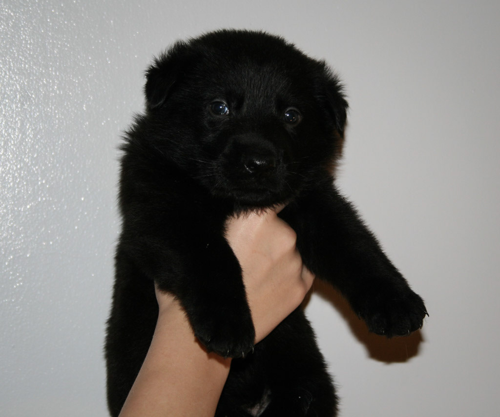 Light Blue Collar Male - 4 weeks old