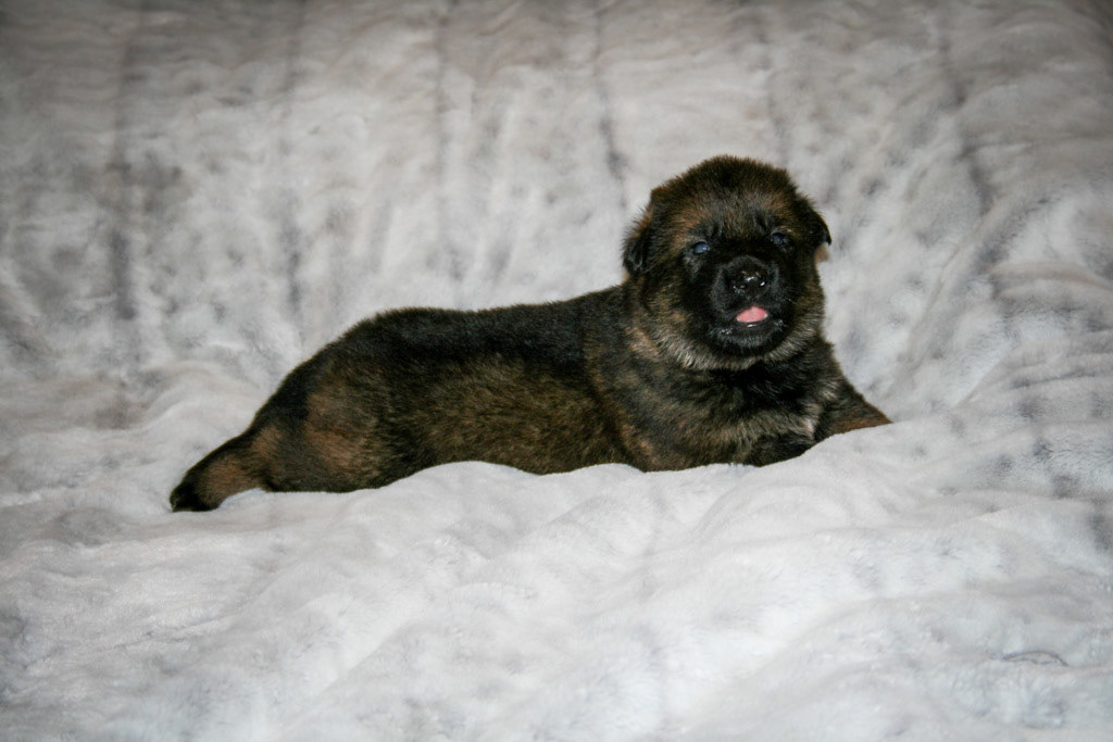 Jolene - 3 weeks