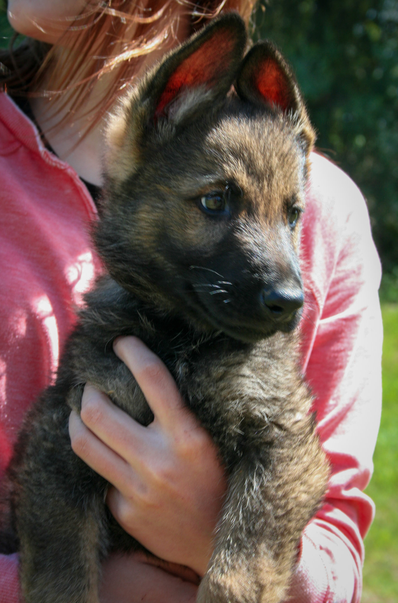 Hunter Green Collar Male 8 Weeks Old