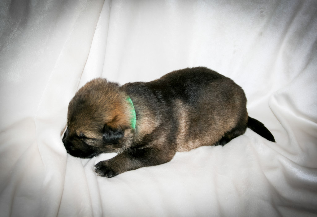 Green Collar Male - 2 weeks old