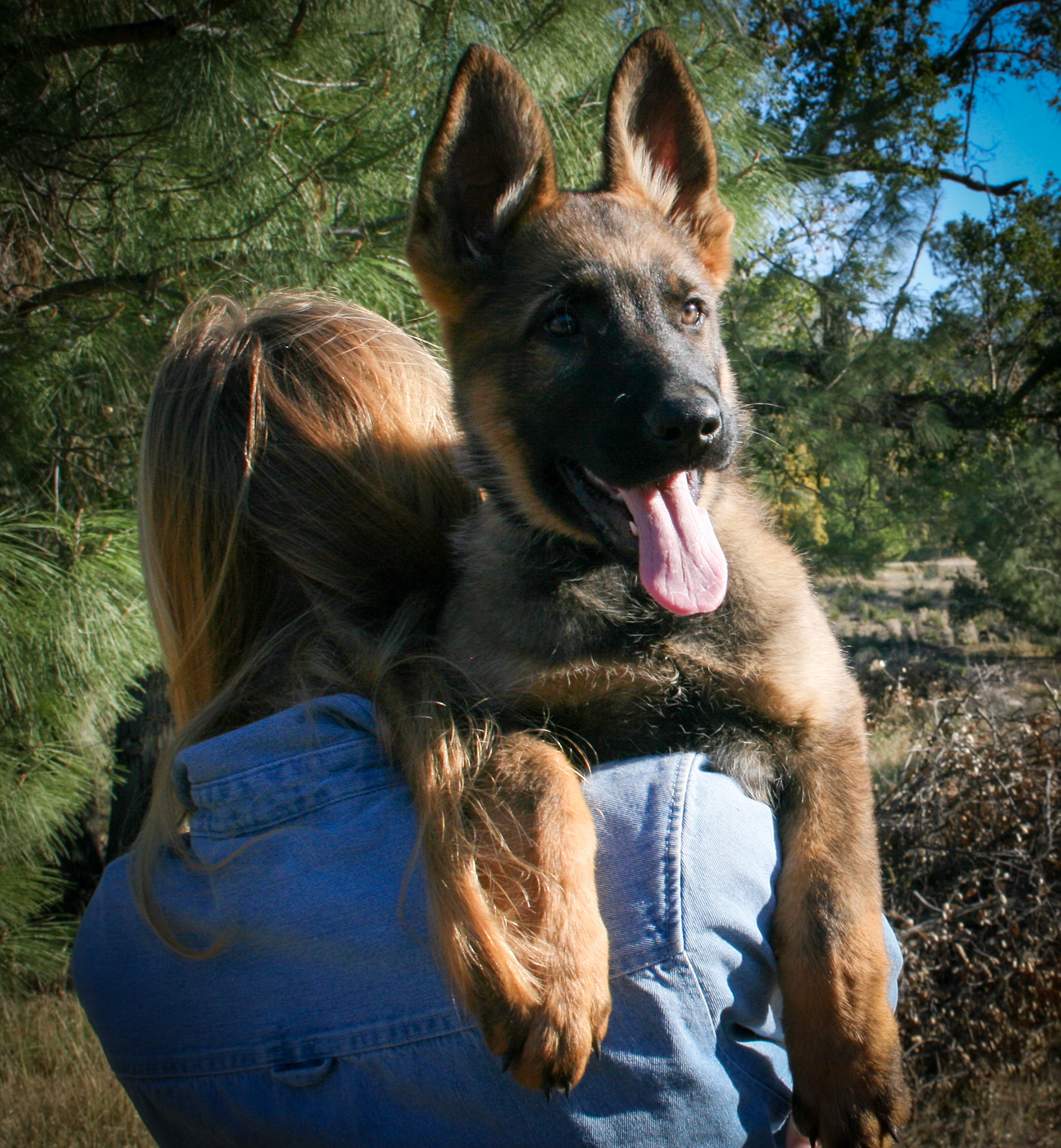 "Jack" - 12 weeks