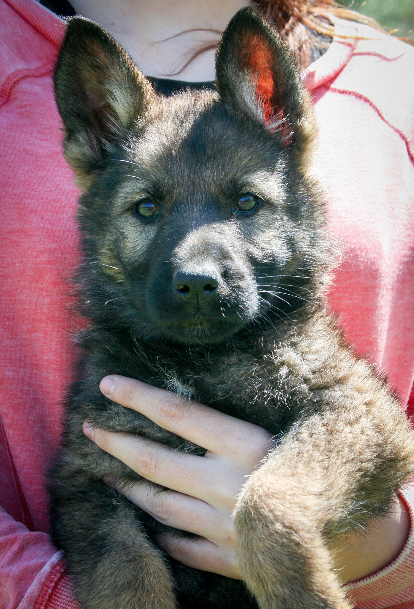 Pink Collar Female 8 Weeks Old