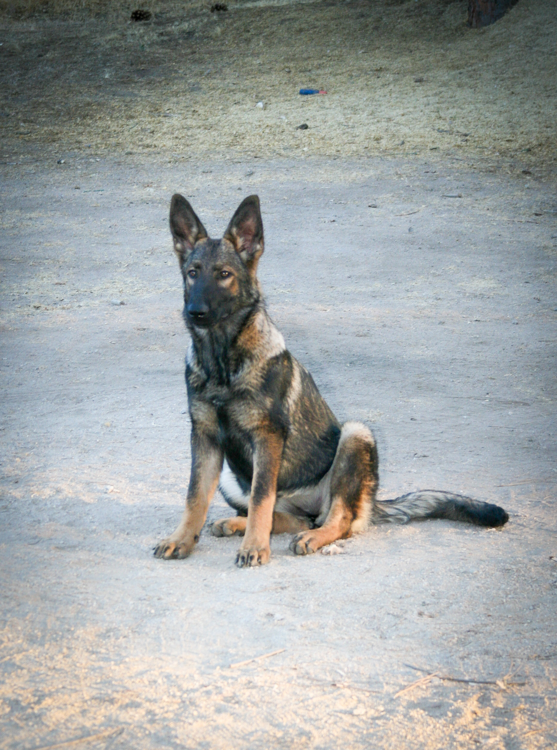 Nala 6 months old