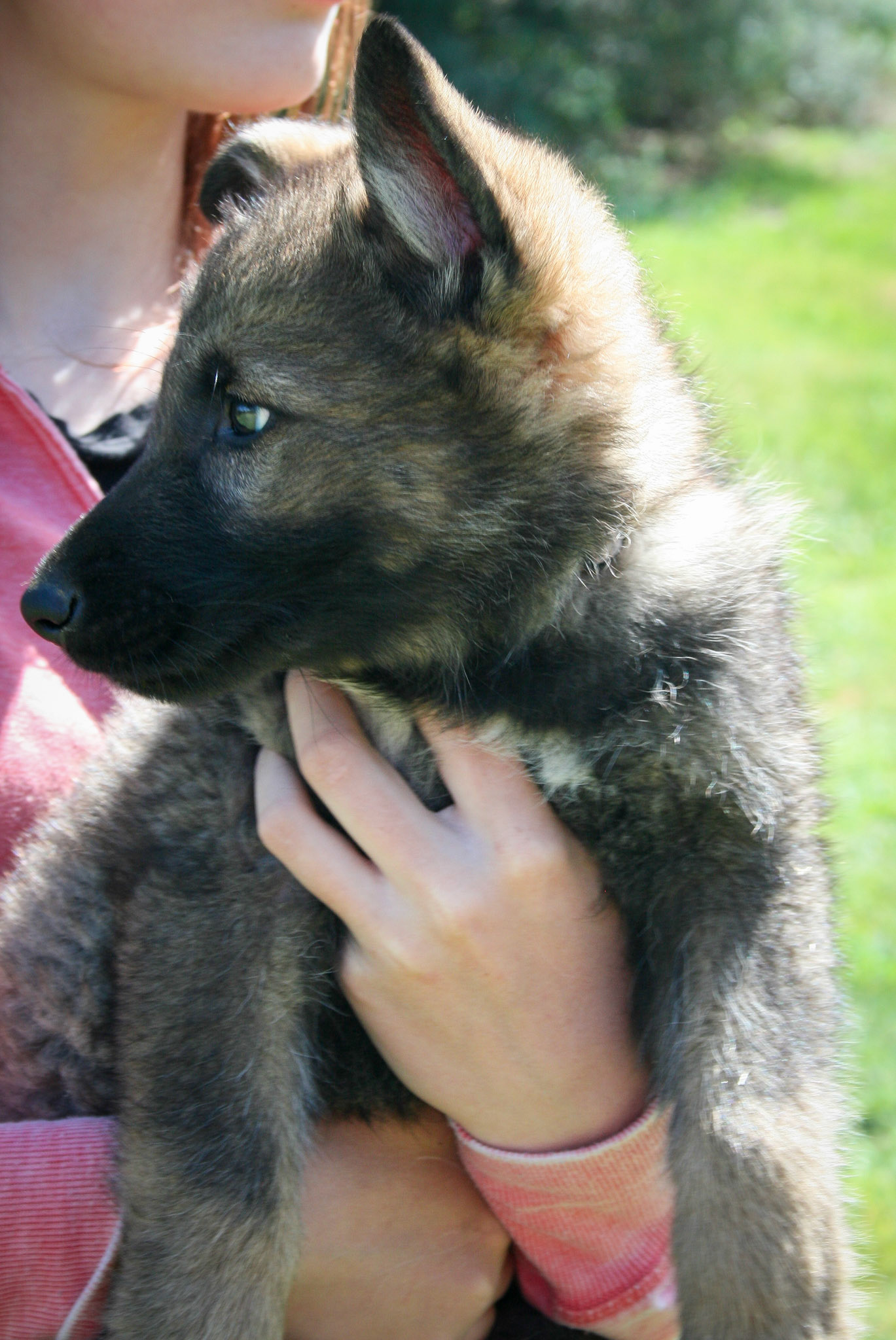 Black Collar Male 8 Weeks Old