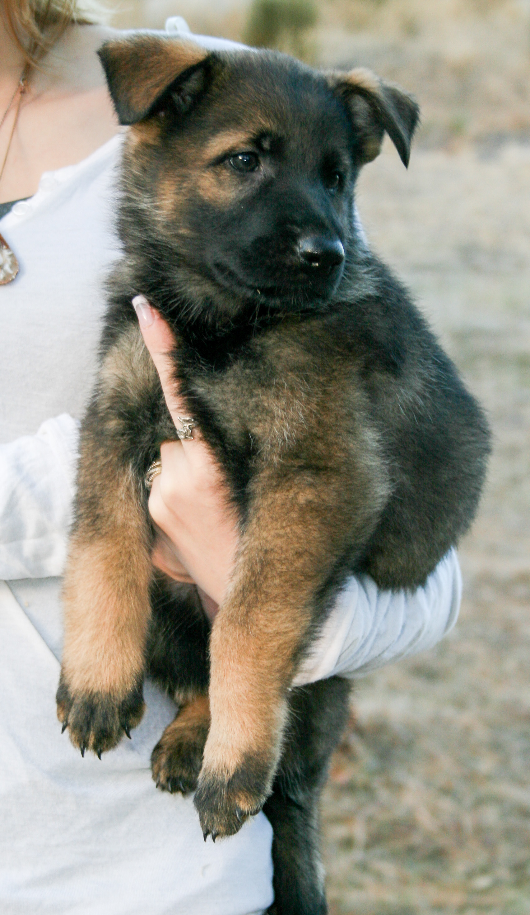 Tilly - 7 weeks