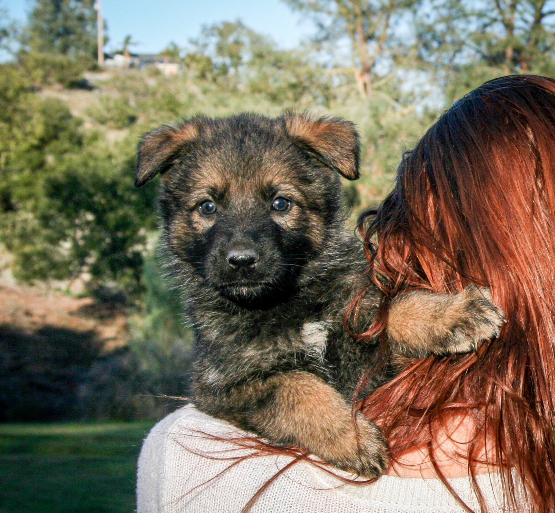 Rosa vom Ritterhund - 5 wks