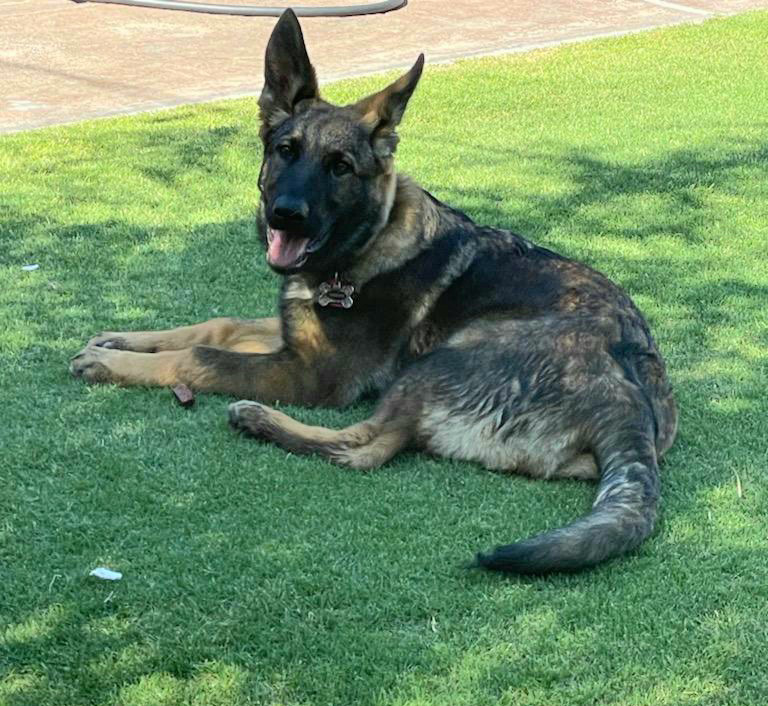 Sasha 19 weeks