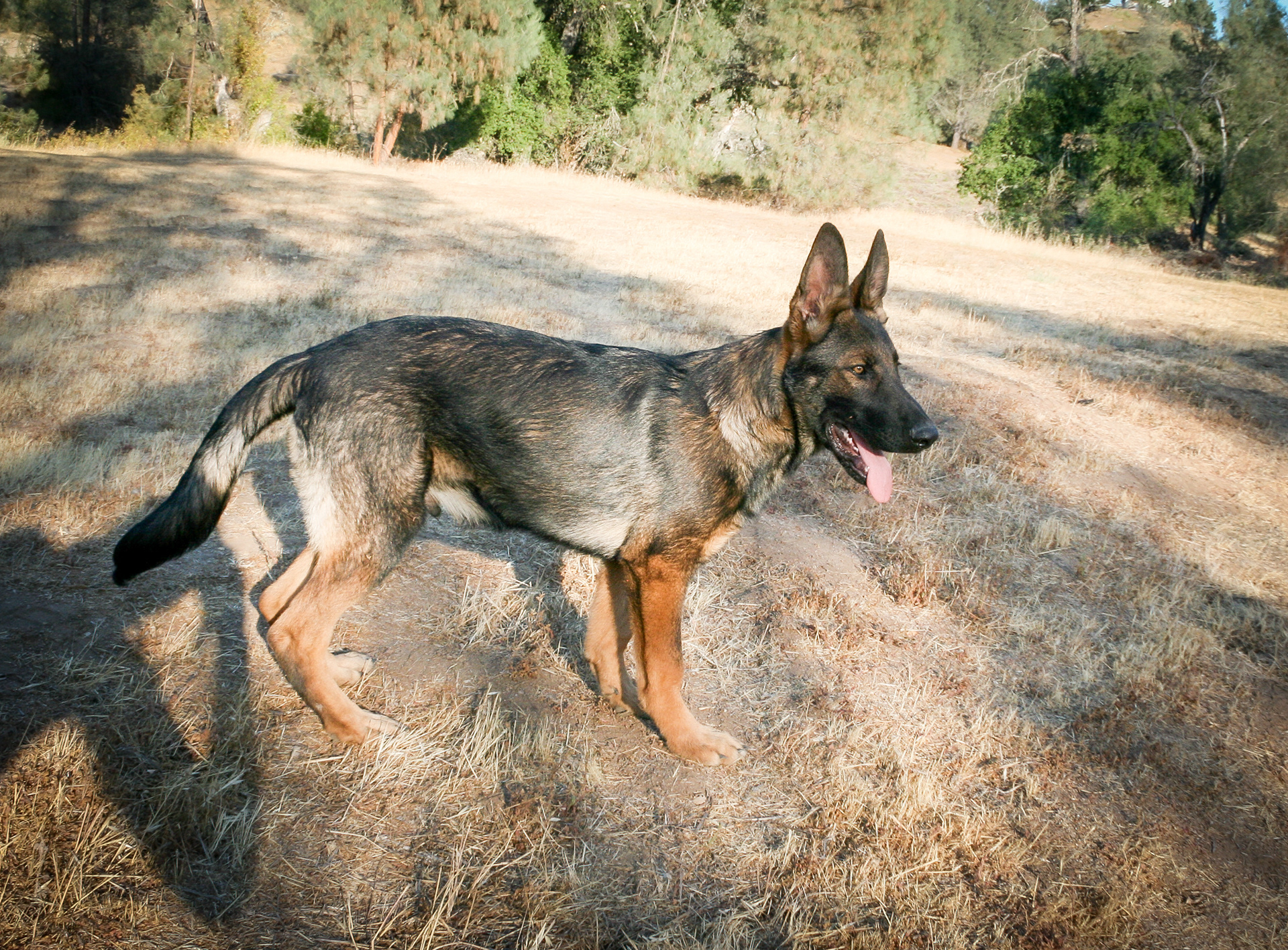 Hunter 18 Weeks