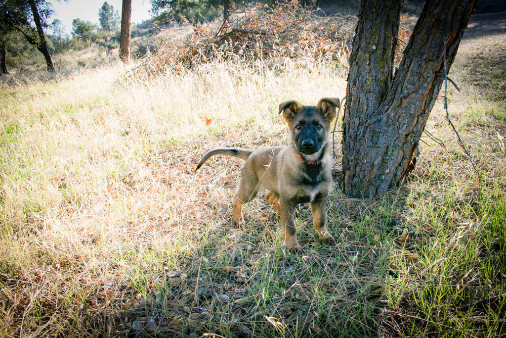 "Dexter" - 12 weeks old