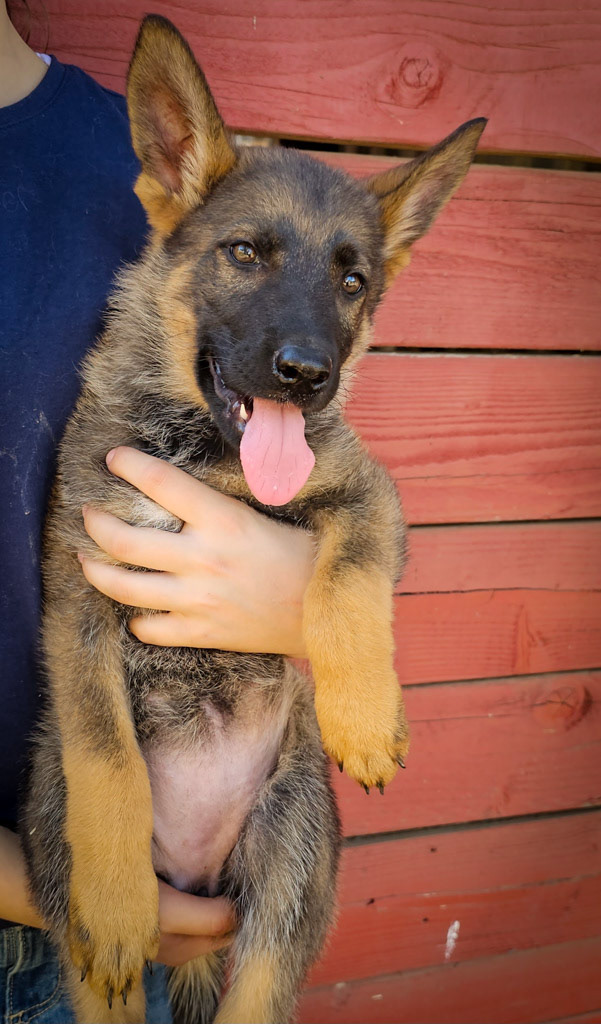 Lime Green Collar Female - 10 weeks