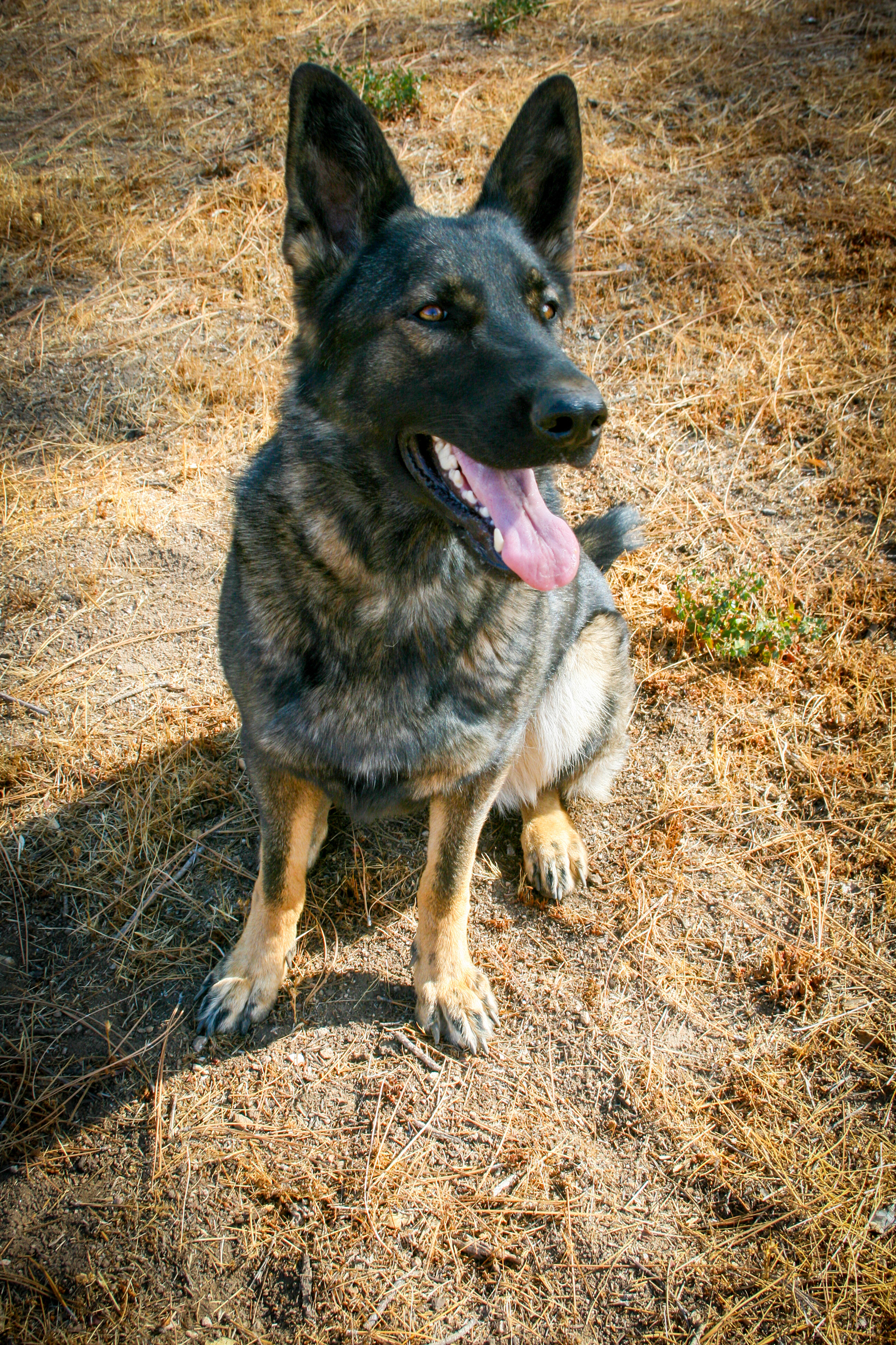 Rosa vom Ritterhund - 20 months