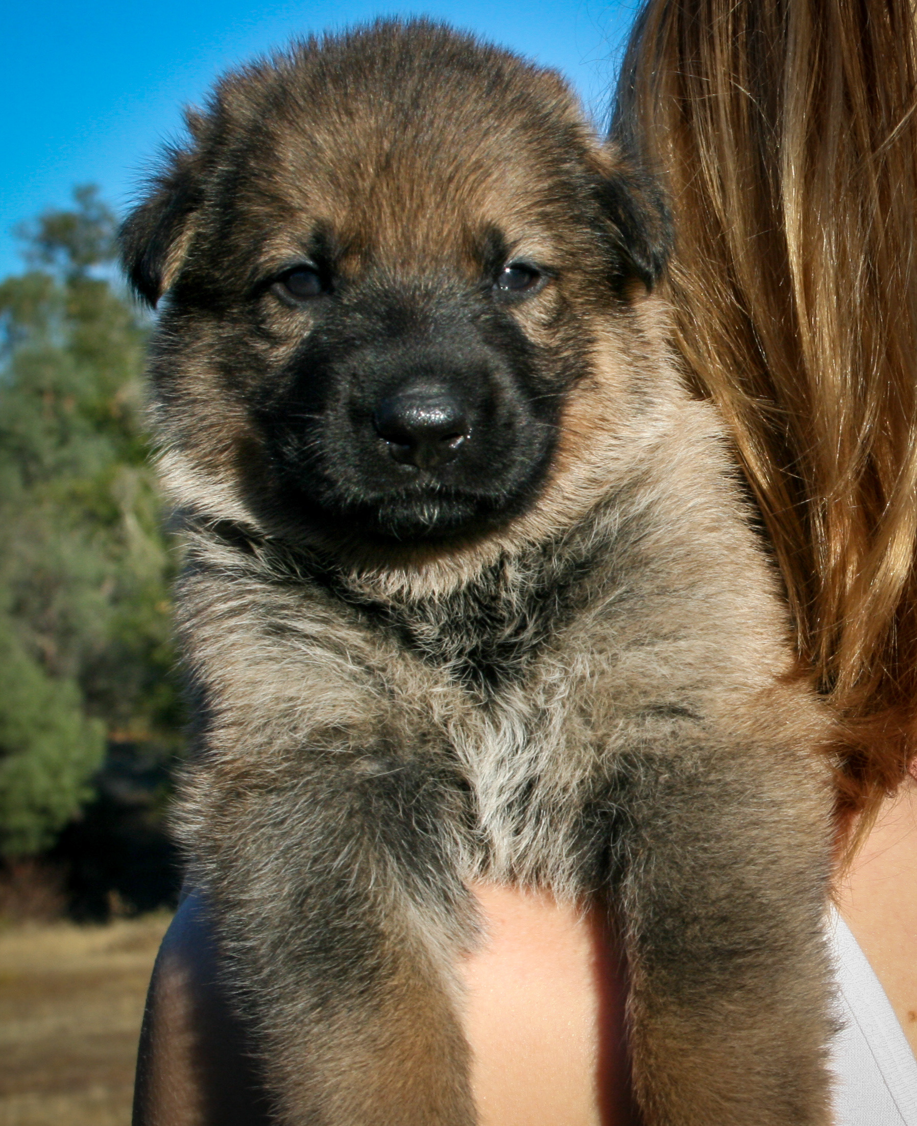 "Misty" - 4 weeks