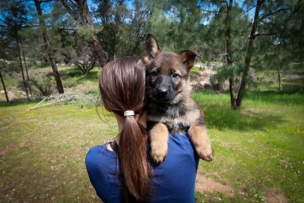 Teal Collar Female - 7 weeks old