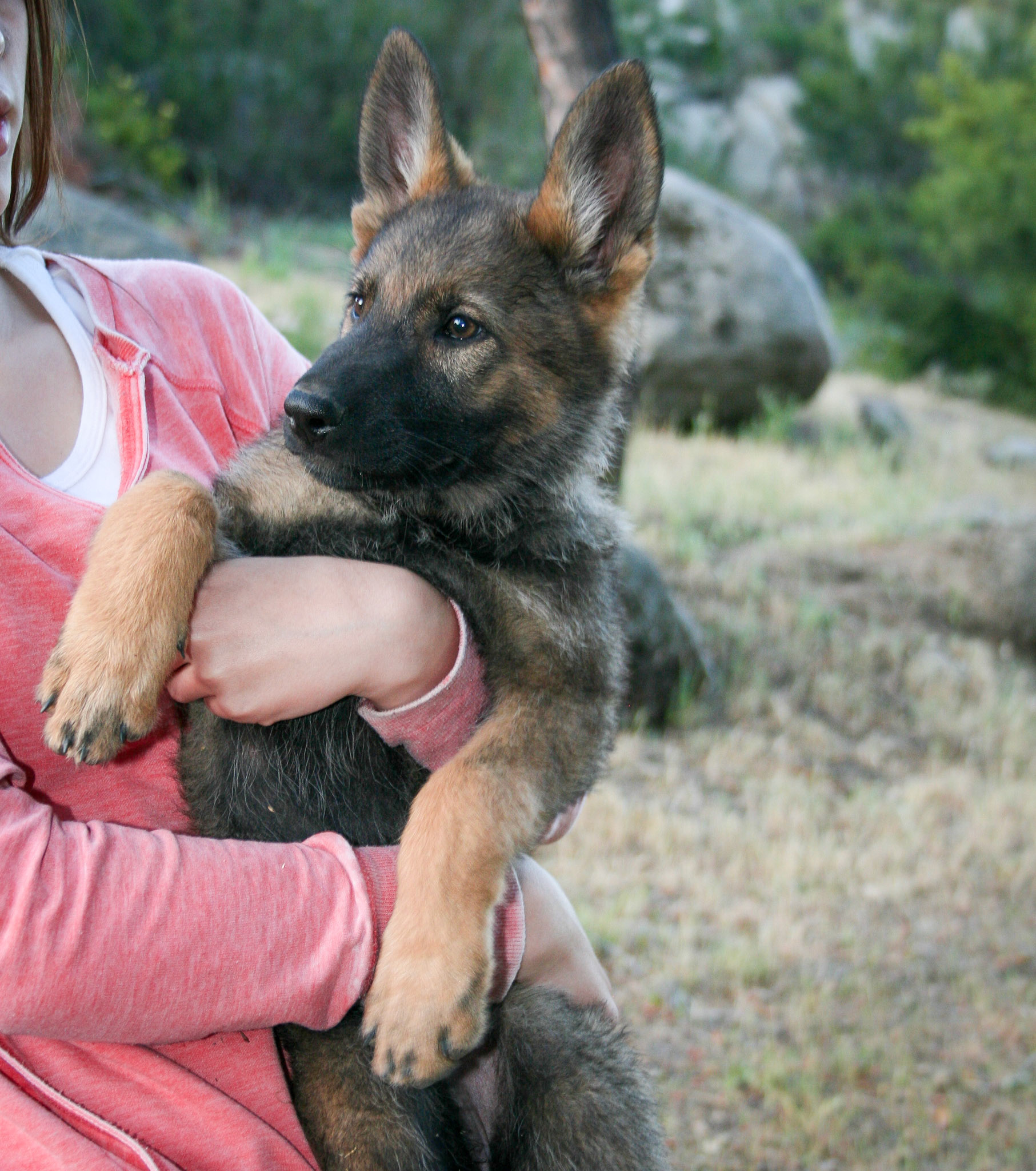 Orange Collar Female 10 Weeks Old