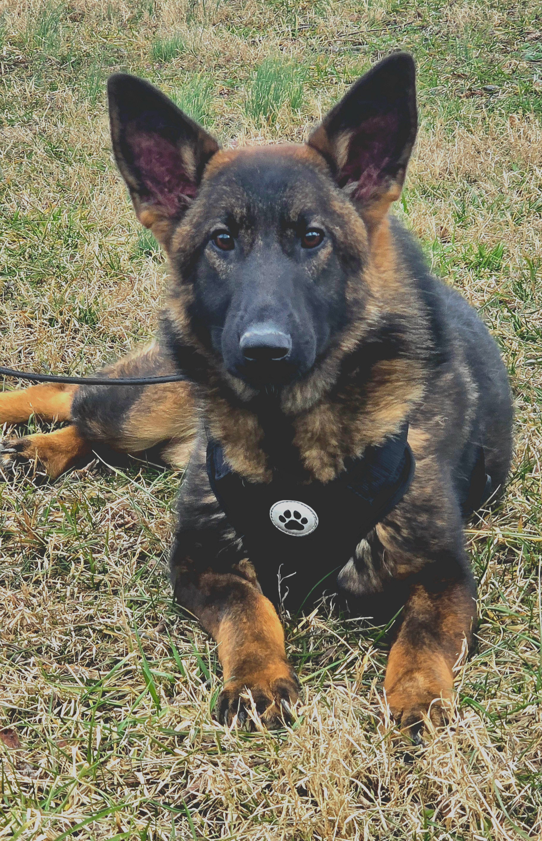 Peanut - 8 months old