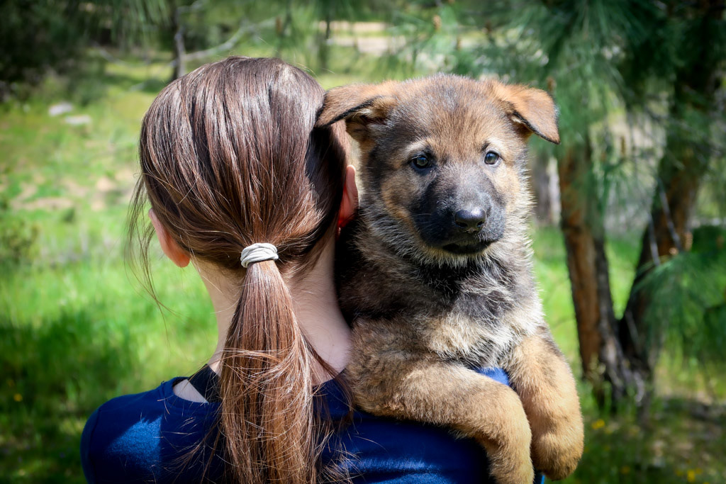 Lime Green Collar Male - 7 weeks old