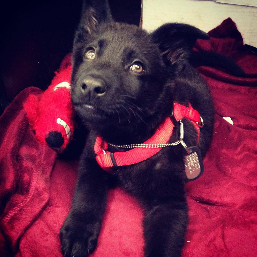 8 week old pup