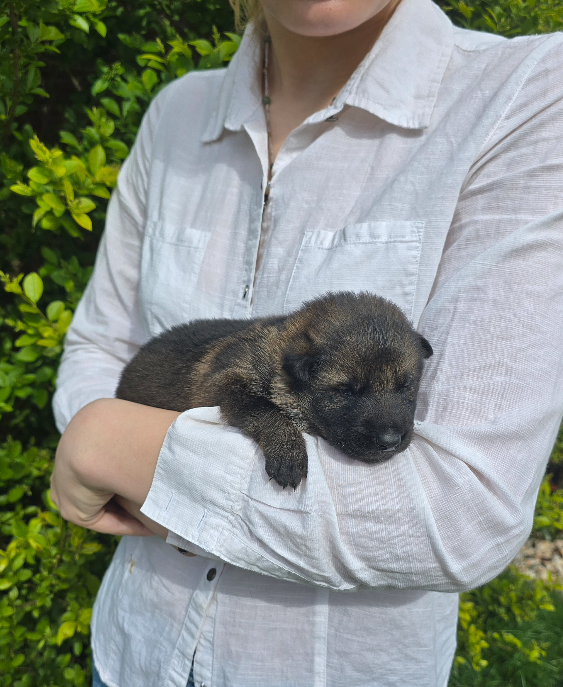 Green Collar Male - 2 weeks old