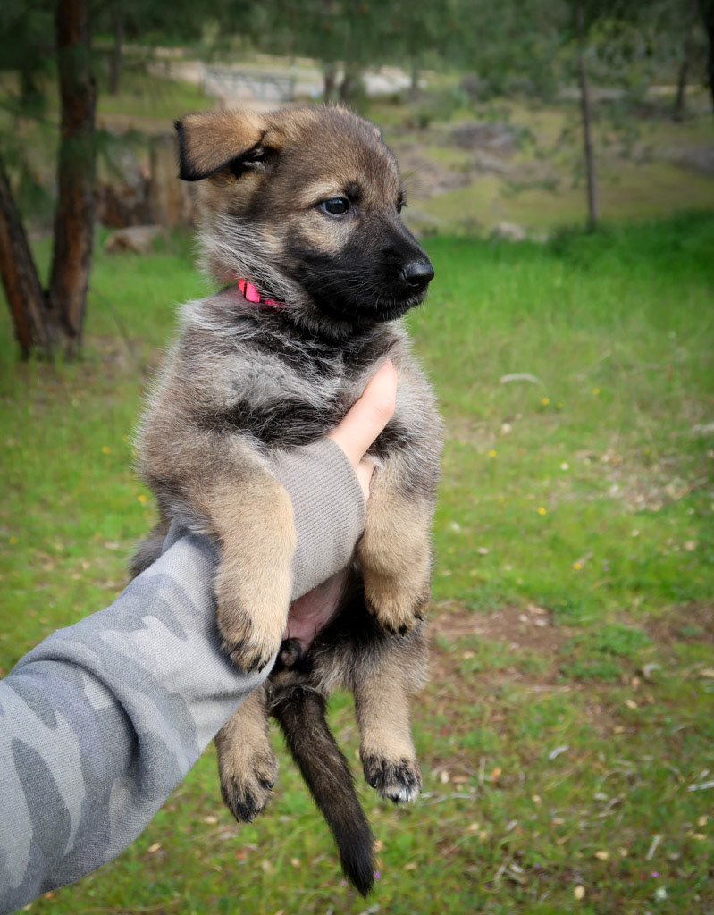 Hot Pink Female - 6 weeks old