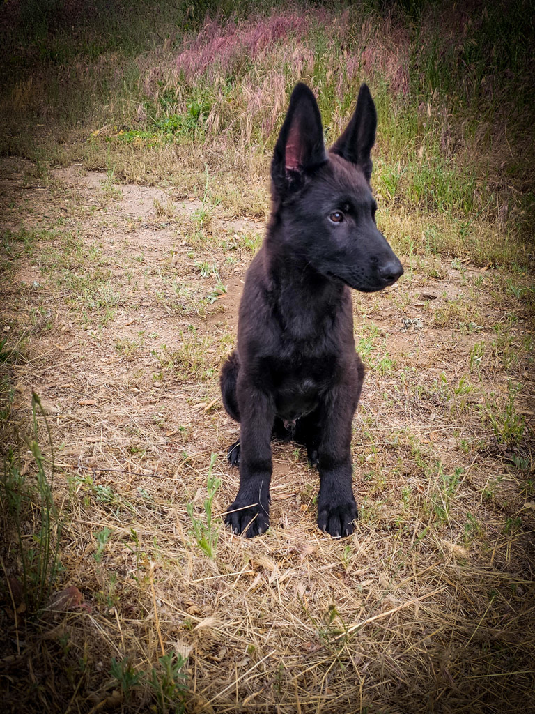 Solid Black - Red Collar - 17 weeks