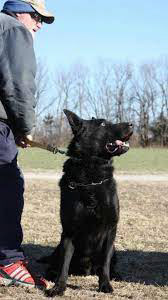 V Bomber vom Wolfsheim SchH3 FH1