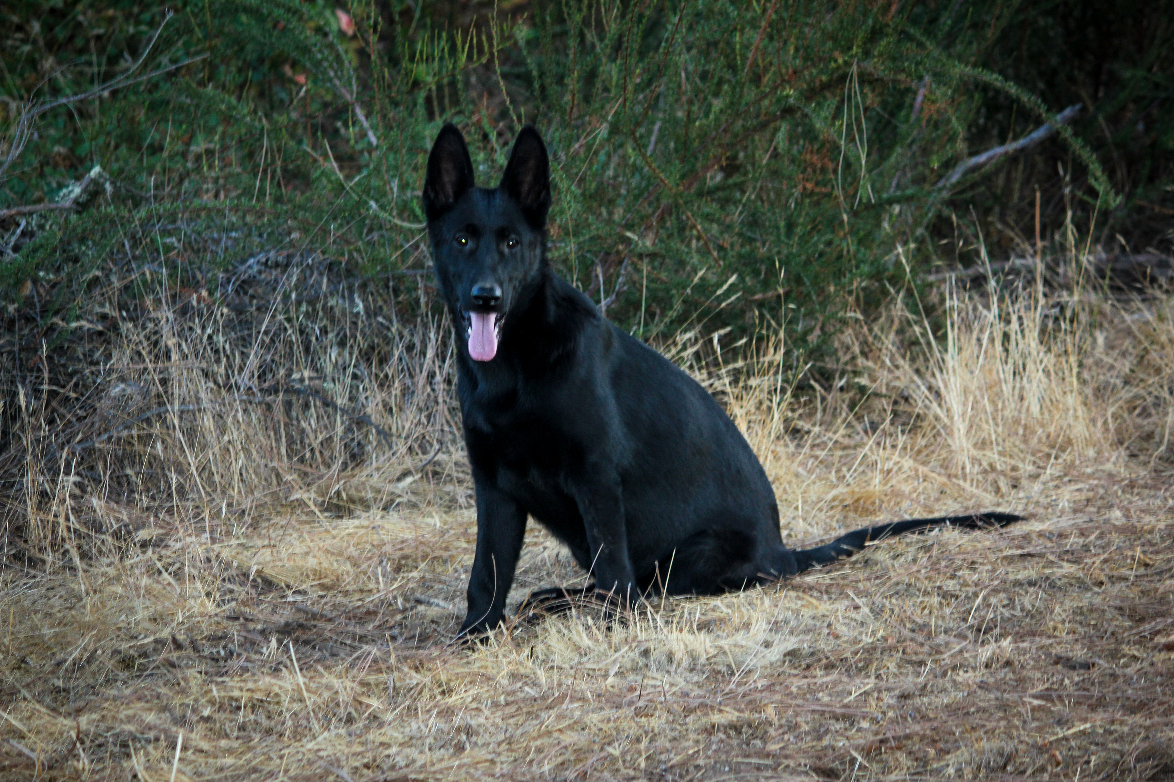 Tyler - 7 months old